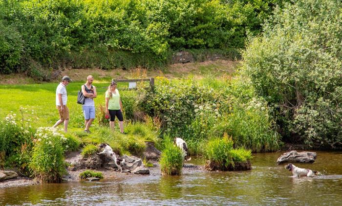 Dogs playing in the river with a small group of people watching